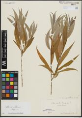 Foto von Salix alba subsp. vitellina (L.) Arcang. x Salix babylonica L.